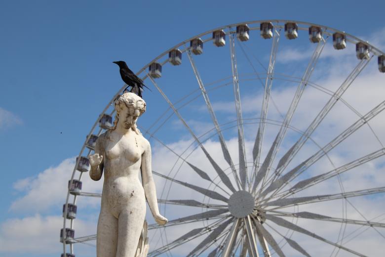 Free stock image of Oh no!!! That f..... bird again!! created by GAIMARD Jacques