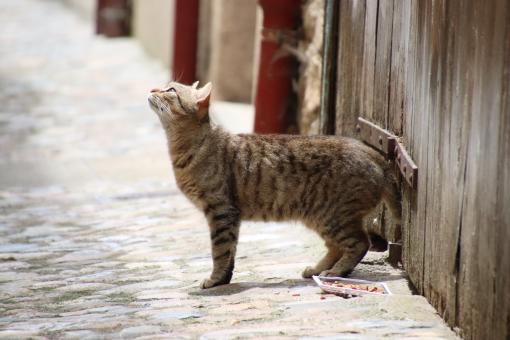 C'mon little birdie!! Don't be scared... - Free Stock Photo