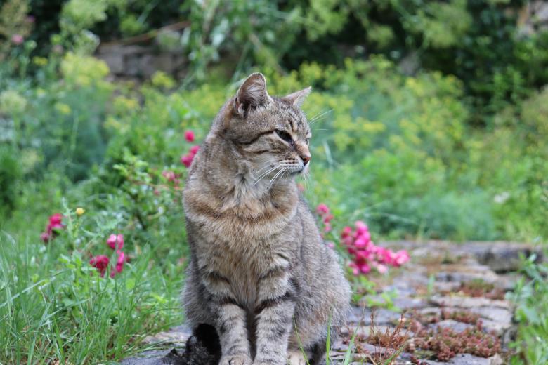 Free stock image of O.K. I'll pose for you... created by GAIMARD Jacques