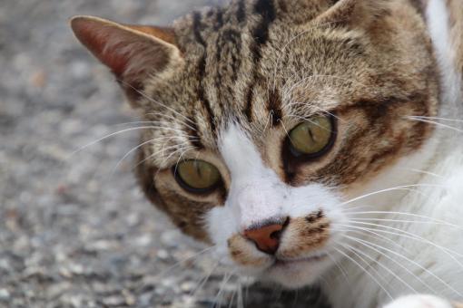 Close-up Cat Face - Free Stock Photo