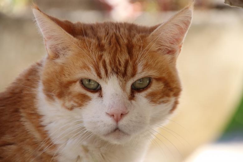 Free stock image of Cat portrait created by GAIMARD Jacques