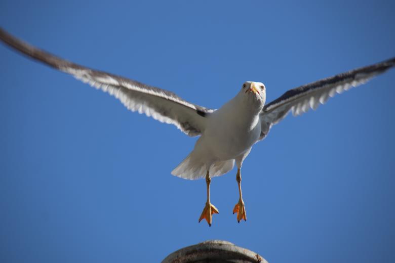 Free stock image of Seagull taking off created by GAIMARD Jacques