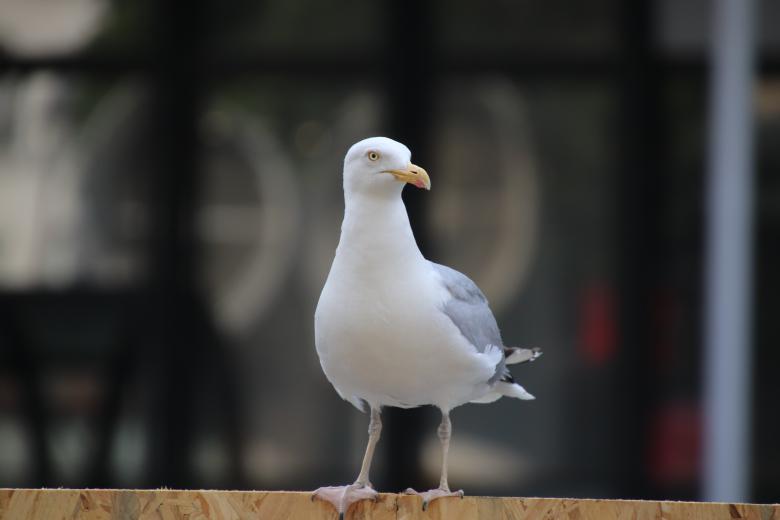 Free stock image of Seagull perched created by GAIMARD Jacques