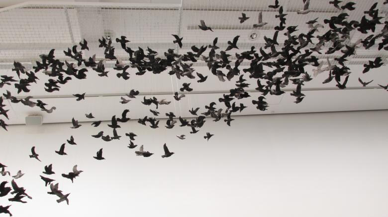 Free stock image of Flying birds exhibition created by Michiru Maeda