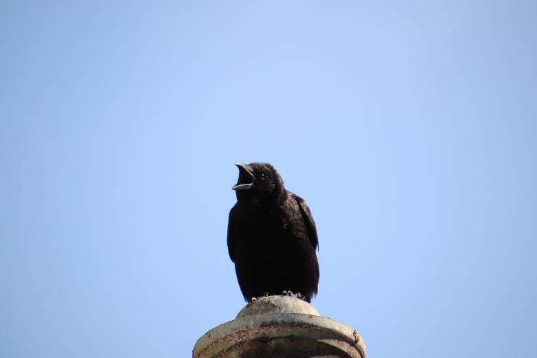 Free stock image of In memory of the Unknown Crow created by GAIMARD Jacques