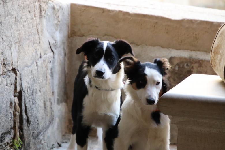 Free stock image of Two black and white dogs created by GAIMARD Jacques