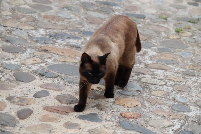 Free stock image of Siamese cat cautiously walking on a sandstone pavement created by GAIMARD Jacques