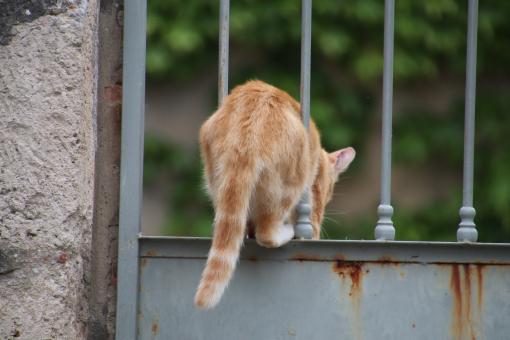 Ginger cat jumping through a rusted metallic door - Free Stock Photo