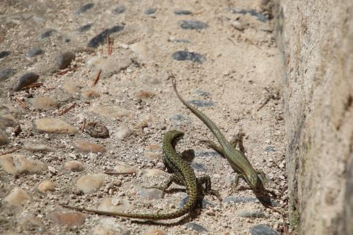 Lizards Fighting - Free Stock Photo