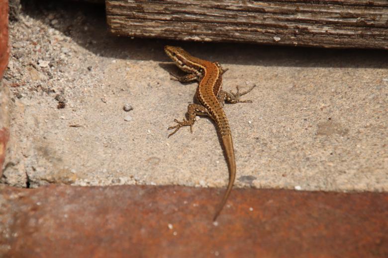 Free stock image of Lizard Sunbathing created by GAIMARD Jacques
