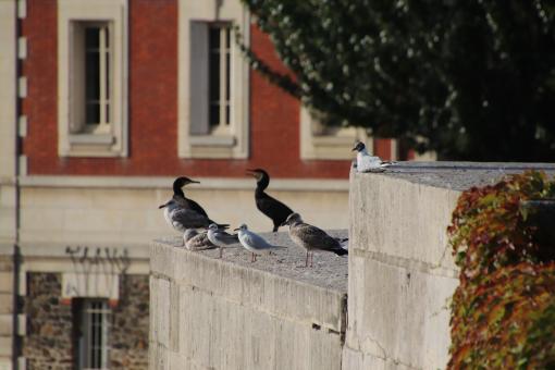 Free Stock Photo of Birds admiring a nice sunrise in Paris