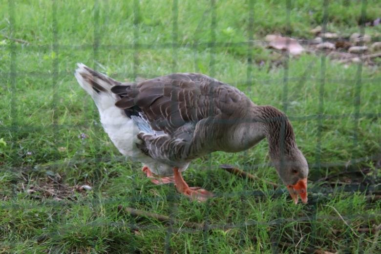 Free stock image of Goose enjoying its meal created by GAIMARD Jacques