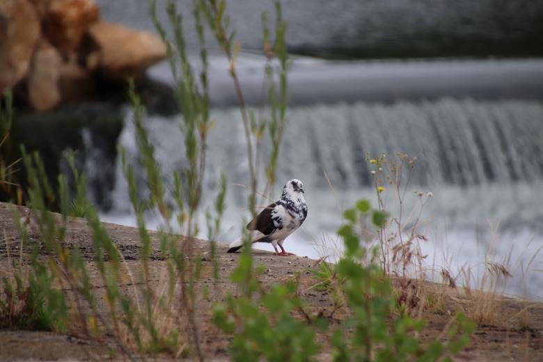 Free stock image of Lonely pigeon created by GAIMARD Jacques