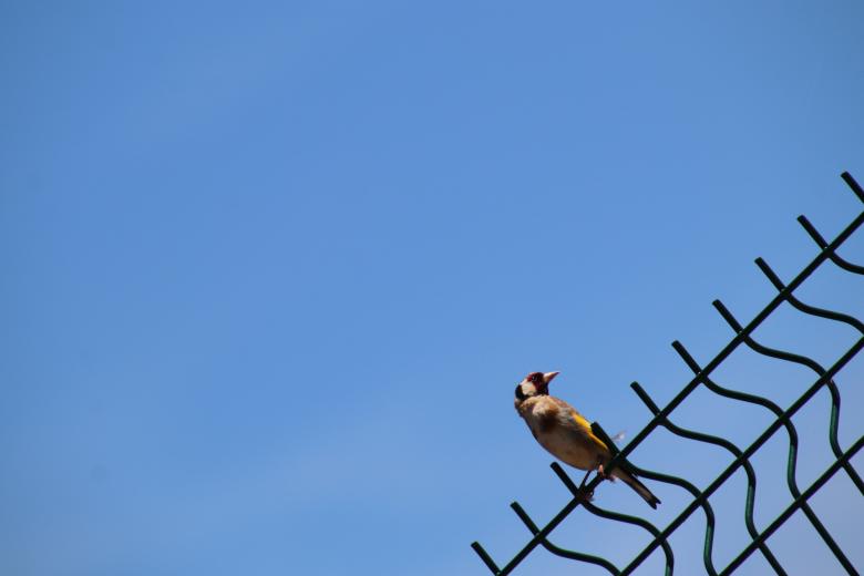 Free stock image of Perched goldfinch created by GAIMARD Jacques