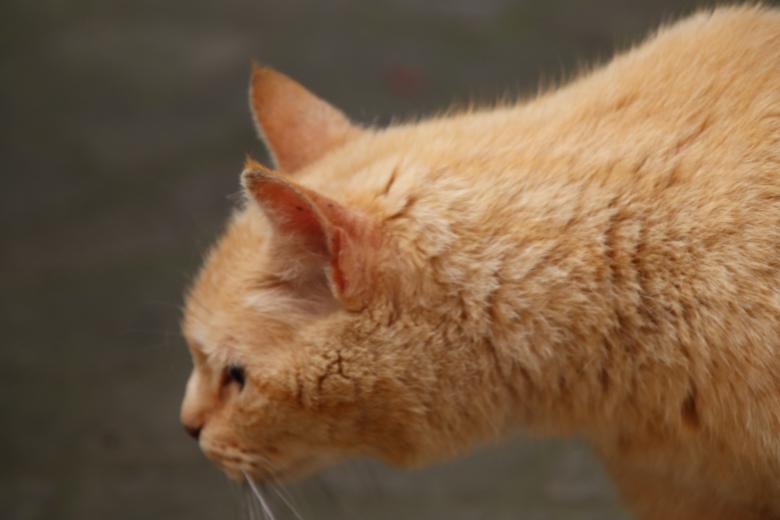Free stock image of Ginger cat smelling something created by GAIMARD Jacques