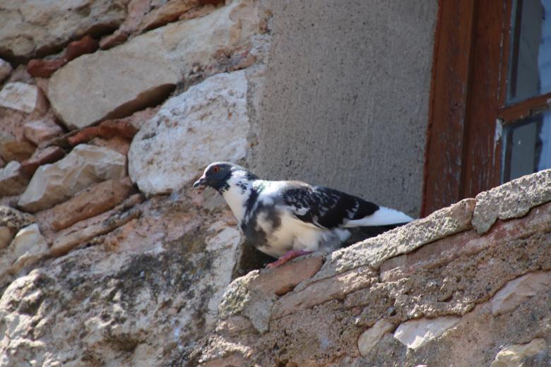 Free stock image of Black and white pigeon on a stone window created by GAIMARD Jacques