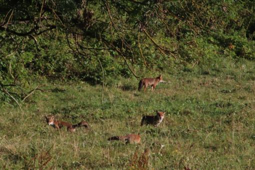 Fox's nest in the prairie - Free Stock Photo