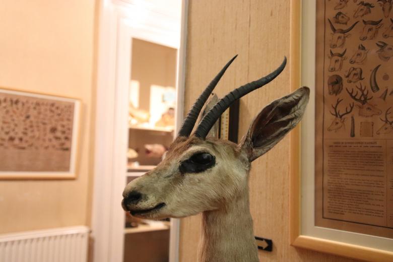 Free stock image of Naturalized antelope in a museum created by GAIMARD Jacques