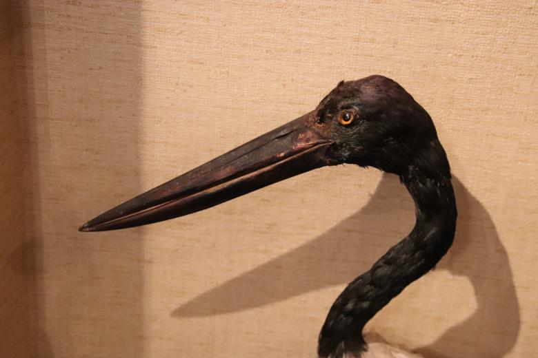 Free stock image of Naturalized bird in a museum created by GAIMARD Jacques