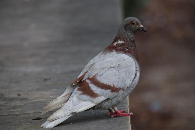 Free stock image of Not-so-common pigeon created by GAIMARD Jacques