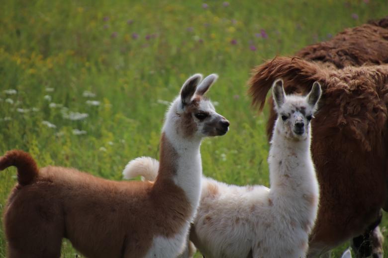 Free stock image of Vicunas in a meadow created by GAIMARD Jacques