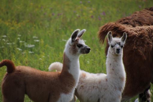 Vicunas in a meadow - Free Stock Photo