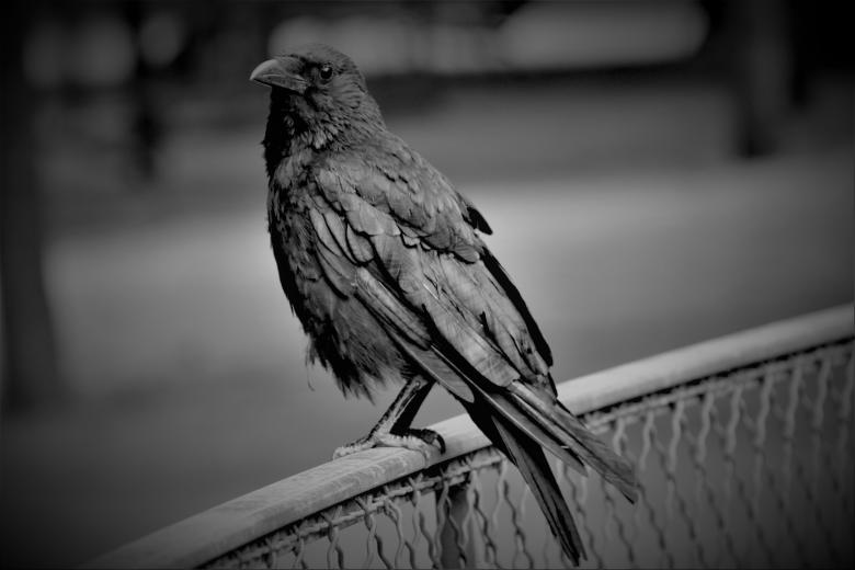 Free stock image of Bird of ill omen created by GAIMARD Jacques