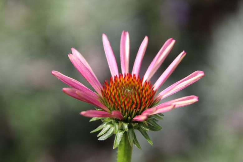 Free stock image of Summer flower opening created by GAIMARD Jacques