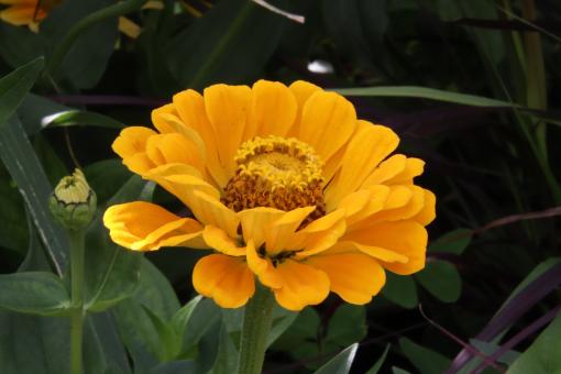 Beautiful and sophisticated flower - Free Stock Photo