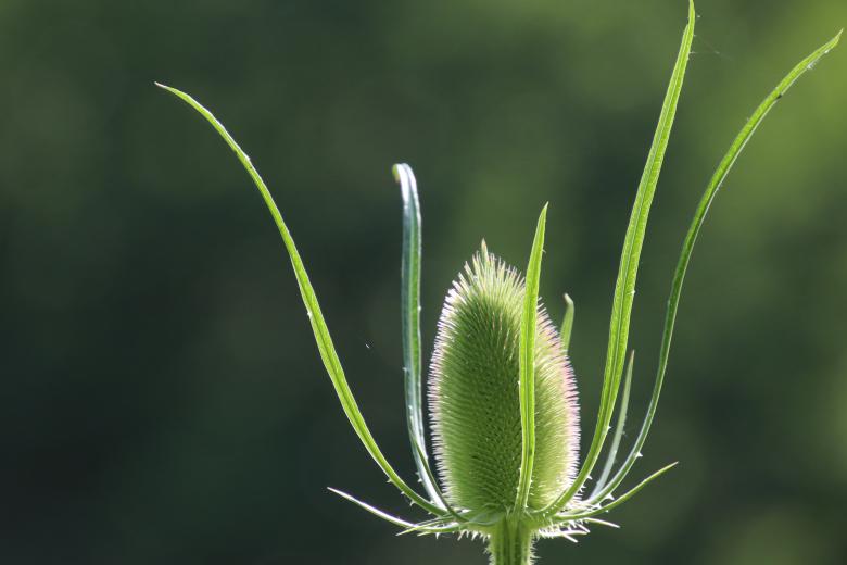 Free stock image of Beautiful thistle created by GAIMARD Jacques