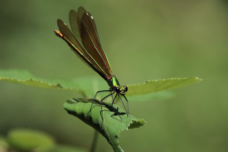 Free stock image of Green dragonfly on a leaf created by GAIMARD Jacques