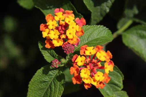 Yellow and orange flowers in a garden - Free Stock Photo
