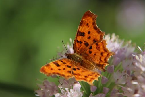 Free Stock Photo of Beautiful orange and black butterfly on a flower