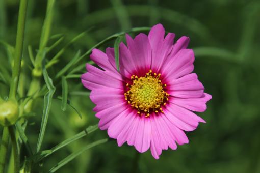 Free Stock Photo of That's what I call a beautiful flower!