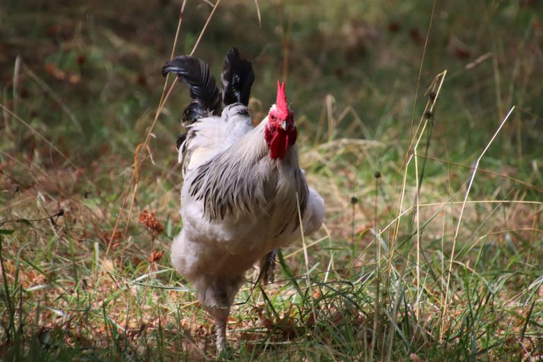 Free stock image of Rooster that seems a bit angry created by GAIMARD Jacques