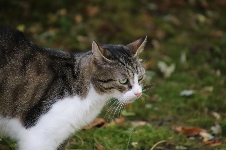 Free stock image of Model cat posing for the picture created by GAIMARD Jacques