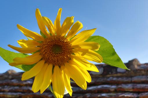 Sunrise on a sunflower! - Free Stock Photo