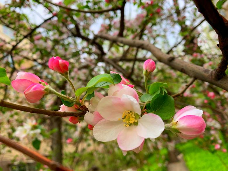 Free stock image of The first blooming begonia created by HongFei Li