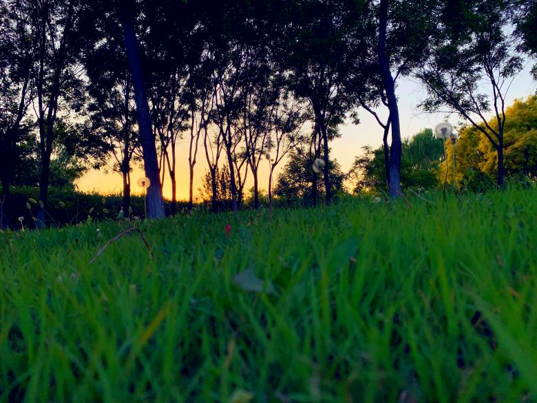 Free stock image of Dandelions in the grass created by HongFei Li