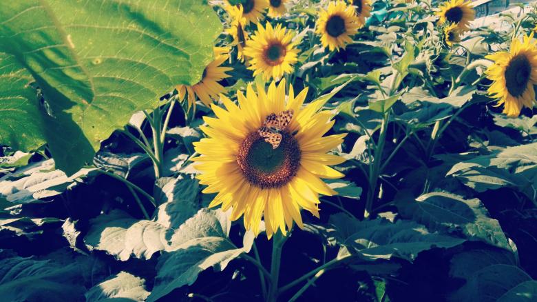 Free stock image of Sunflower and butterfly created by HongFei Li