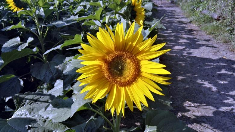 Free stock image of Sunflowers like the sun created by HongFei Li