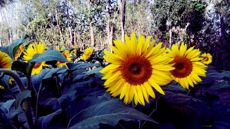Free stock image of Rows of sunflowers created by HongFei Li