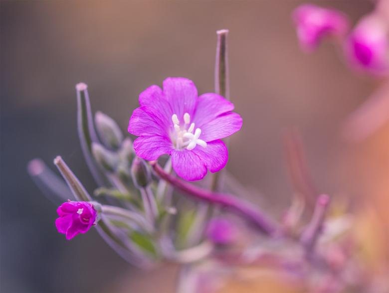 Free stock image of Pink flower up close created by Alen
