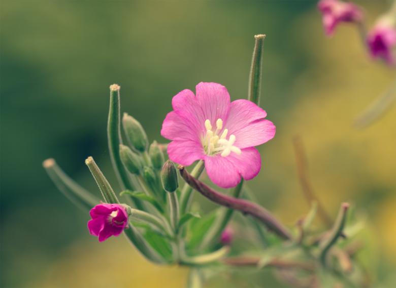 Free stock image of Pink flower on green background created by Alen