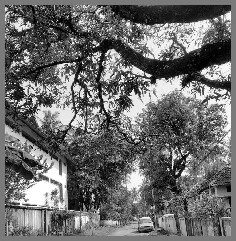 Free stock image of Black and White Street with Trees created by RAVI RANJAN GOSWAMI