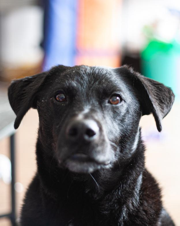 Free stock image of Black Dog Portrait created by Kate Stollery