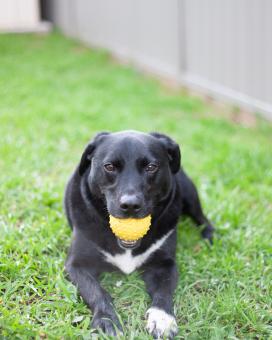 Black Dog with a Ball - Free Stock Photo
