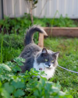 Cute Gray Cat in Grass - Free Stock Photo