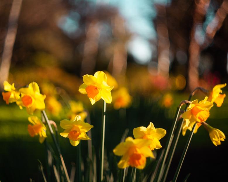 Free stock image of Yellow Easter Lilies created by Kate Stollery