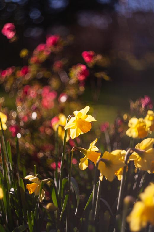 Free stock image of Colorful Spring Flowers created by Kate Stollery
